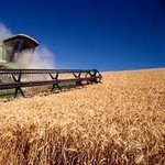 Закупаем Пшеницу,  жмых,  ячмень,  рапс,  сою,  горох,  кукурузу,  подсолнух 