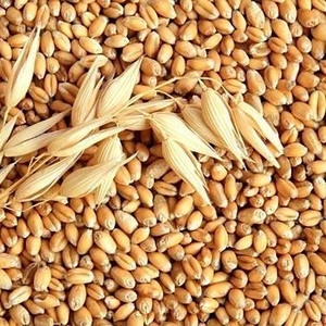 Покупка продажа зерновых и масличных культур