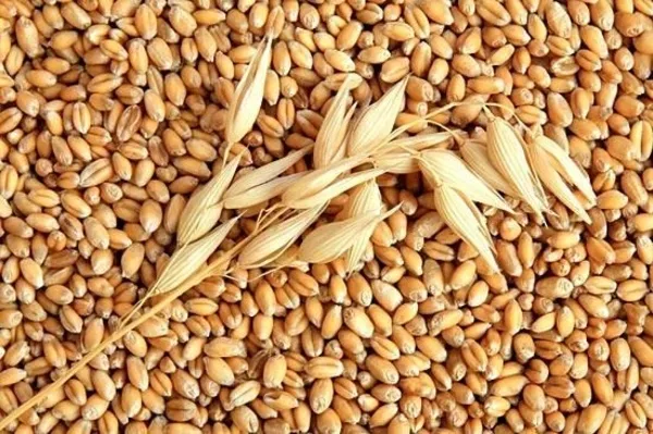 Покупка продажа зерновых и масличных культур